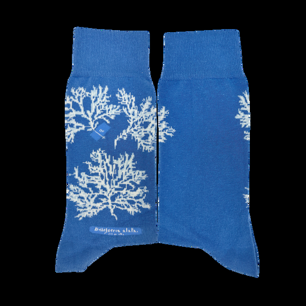 Musearta New York Library - Anna Atkins - Delesseria Alata 50% Rabatt für begrenzte Zeit